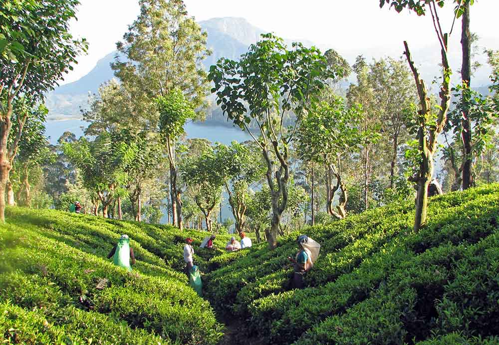 Non-GMO tea plantation in Sri Lanka